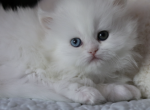 Willow AMK Cattery CFA Registered - Persian Kitten For Sale - 