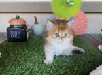 Yorki - British Shorthair Kitten For Sale - Chino, CA, US