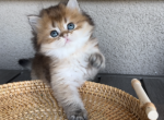 Yorki - British Shorthair Kitten For Sale - 