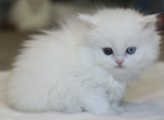 Oliver AMK Cattery CFA Registered - Persian Kitten For Sale - 