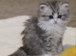 Ziggy AMK Cattery CFA Certified - Persian Kitten For Sale - 