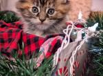 Holiday Litter - Maine Coon Kitten For Sale - Stevens, PA, US