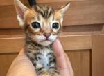 Keanu litter - Bengal Kitten For Sale - Palmdale, CA, US