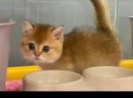 Ella - Munchkin Kitten For Sale - Chino, CA, US