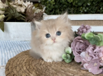 Benny - British Shorthair Kitten For Sale - Chino, CA, US