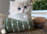 Bruno - British Shorthair Kitten For Sale - Chino, CA, US