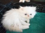 Persian Jewel 6 - Persian Kitten For Sale - Orlando, FL, US