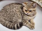 Sunny - Scottish Straight Kitten For Sale - Naperville, IL, US