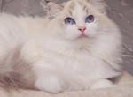 princess - Ragdoll Kitten For Sale - 