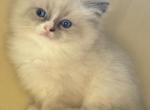 Blue Mitted bicolor - Ragdoll Kitten For Sale - 