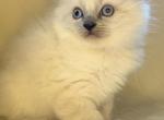 Lilac Point Ragdoll - Ragdoll Kitten For Sale - 