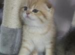 Oscar - Scottish Fold Kitten For Sale - 