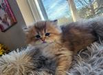 Dora - Scottish Straight Kitten For Sale - 