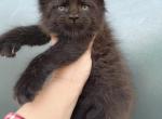 Bruno - Maine Coon Kitten For Sale - Hollywood, FL, US