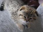 Jusper - Scottish Fold Kitten For Sale - Naperville, IL, US