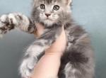 Luna - Maine Coon Kitten For Sale - Hollywood, FL, US