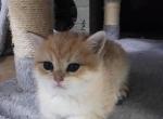 Pixie - Scottish Straight Kitten For Sale - Naperville, IL, US