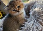 Winston - Scottish Straight Kitten For Sale - Naperville, IL, US