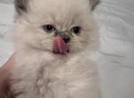 Blue point female - Himalayan Kitten For Sale - 