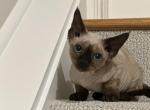 Lora - Devon Rex Kitten For Sale - Stamford, CT, US