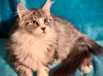 Polina - Maine Coon Kitten For Sale - 