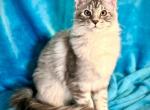 Markiza - Maine Coon Kitten For Sale - 