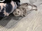 Mario - Scottish Fold Cat For Sale - 