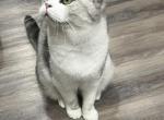 Mouth - Scottish Straight Cat For Sale - 