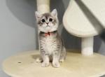 Sunny - British Shorthair Kitten For Sale - 