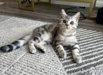 Rico - Scottish Straight Kitten For Sale - 