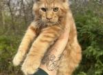 Orange - Maine Coon Kitten For Sale - 