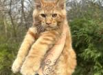 Orange orange baby - Maine Coon Kitten For Sale - 