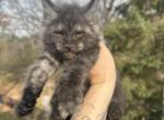 Black smoke  baby boy - Maine Coon Kitten For Sale - Crystal Lake, IL, US