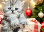 Penelopes Christmas Babies - Persian Kitten For Sale - Spring, TX, US