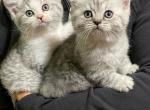 Sweatie - British Shorthair Kitten For Sale - Hamburg, NY, US