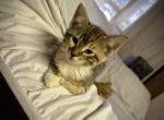 Missy - American Shorthair Kitten For Sale - Macungie, PA, US