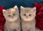 CHANEL Litter - British Shorthair Kitten For Sale - Brewster, NY, US