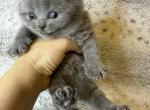 Muffin - British Shorthair Kitten For Sale - WA, US