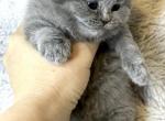 Diamond - British Shorthair Kitten For Sale - WA, US