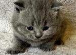 Nora - British Shorthair Kitten For Sale - WA, US