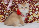 Golden shaded British shorthair female - British Shorthair Kitten For Sale - Spokane, WA, US