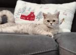 Lilac golden Scottish straight boy - Scottish Straight Kitten For Sale - Spokane, WA, US