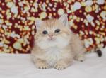 Golden spotted British Shorthair boy - British Shorthair Kitten For Sale - Spokane, WA, US