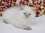 Blue Color point British Longhair girl - British Shorthair Kitten For Sale - Spokane, WA, US