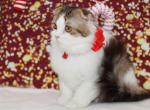 Black brown tabby bicolor Scottish Fold longhair - Scottish Fold Kitten For Sale - Spokane, WA, US