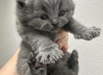 New born kittens - British Shorthair Kitten For Sale - WA, US