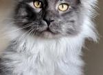 Greenjack Apex - Maine Coon Kitten For Sale - Apex, NC, US