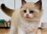 RALPH - Ragdoll Kitten For Sale - 