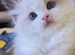 ROMEO - Ragdoll Kitten For Sale - 