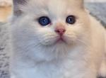 GUCCI - Ragdoll Kitten For Sale - 